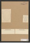 Diatomeae indet. Zeichnungen Sammlung Grunow Nr. 3586 (NHMW-BOT-W0371176)